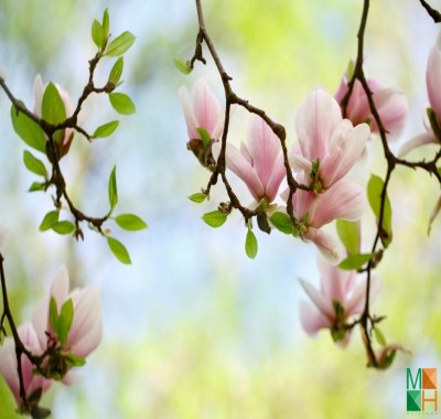  Tổng hợp những mẫu tranh dán tường Hàn Quốc hoa mộc lan độc đáo